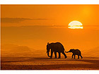 Pilt Elephants Walking