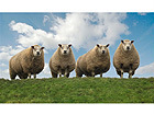 Pilt Four Sheep on Top of the Hill
