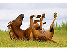 Pilt Horse Playing