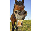 Pilt Horse with a Sense of Humor