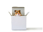 Pilt Inside The Box