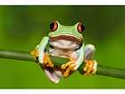 Pilt Red Eyed Tree Frog on Branch