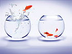 Pilt Goldfish Jump Over An Aquarium 80x60 cm ON-34803