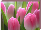 Pilt Canvas - Pink tulips 50x60 cm OG-37743