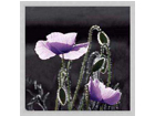 Pilt Flowers - Purple Poppies3 33x33 cm OG-37983