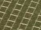 Paade Olive