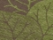 Salu Olive-brown