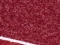 Kelu Red
