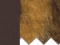 Tumepruun CO37/ leopard