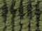 Roheline