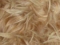 Pruun