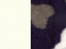 Valge CO55/ Bones Navy