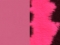 Roosa CO65/ Pink Cow