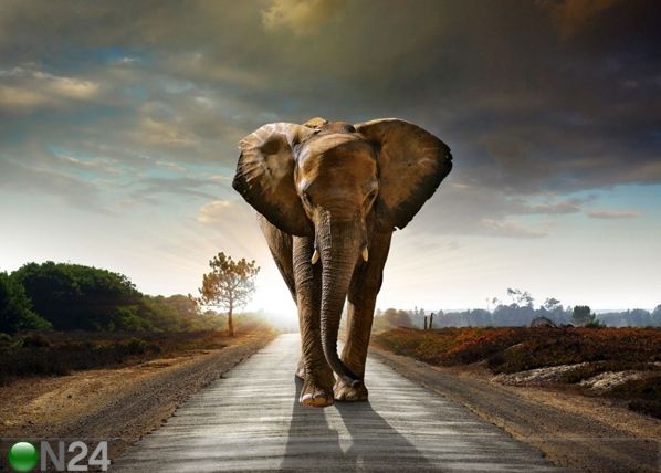 Fliis-fototapeet Big elephant 360x270 cm
