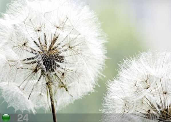 Fliis-fototapeet Dandelion 360x270 cm