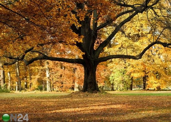 Fliis-fototapeet Oak tree 360x270 cm
