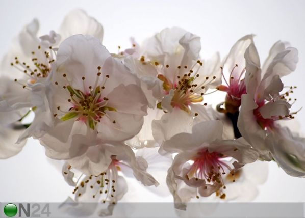 Fliis-fototapeet Pink flowers 360x270 cm