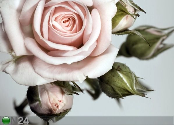 Fliis-fototapeet Roses 360x270 cm