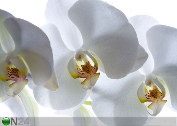 Fliis-fototapeet White orchid 360x270 cm