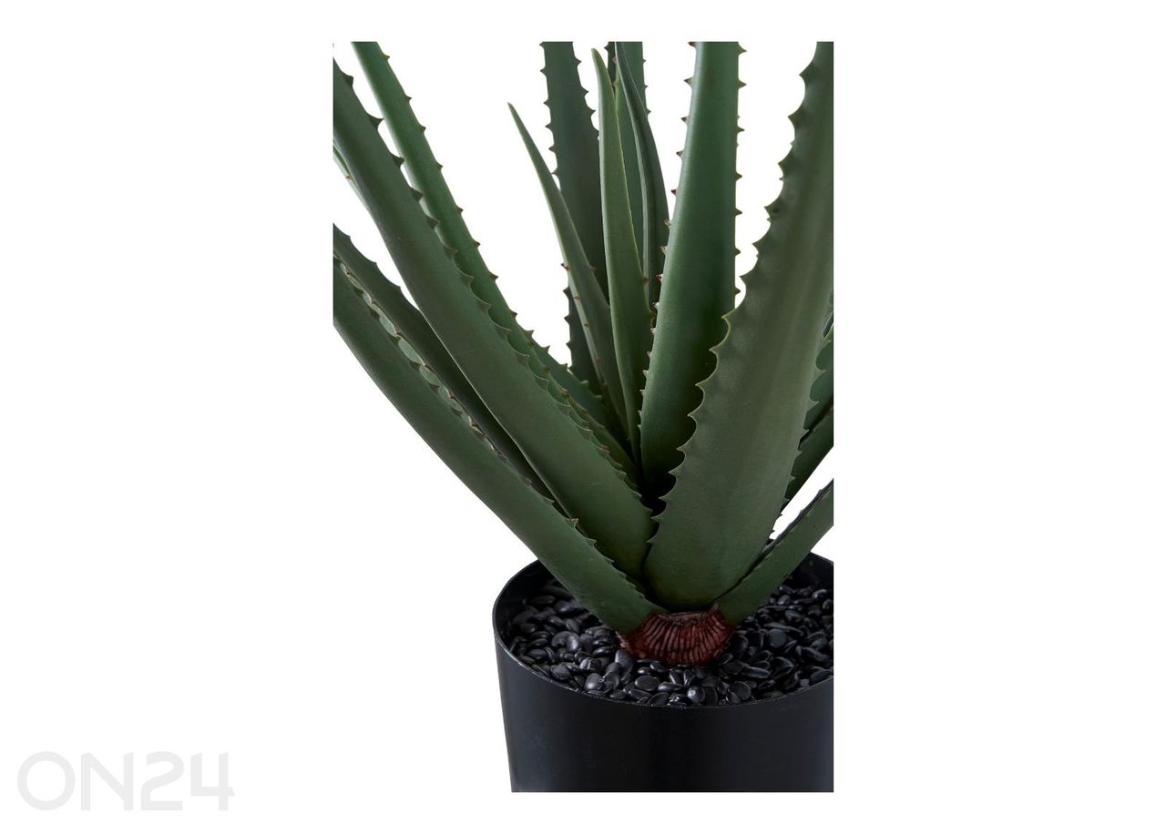 Aloe Vera 1 tk suurendatud