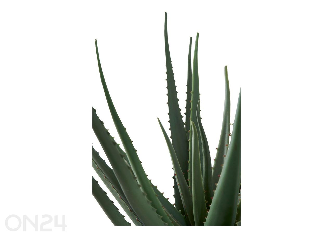 Aloe Vera 1 tk suurendatud
