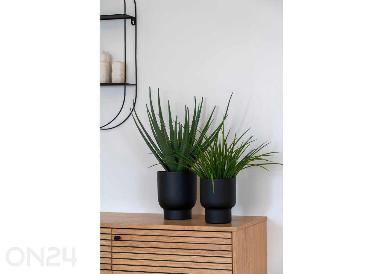 Aloe Vera 1 tk suurendatud