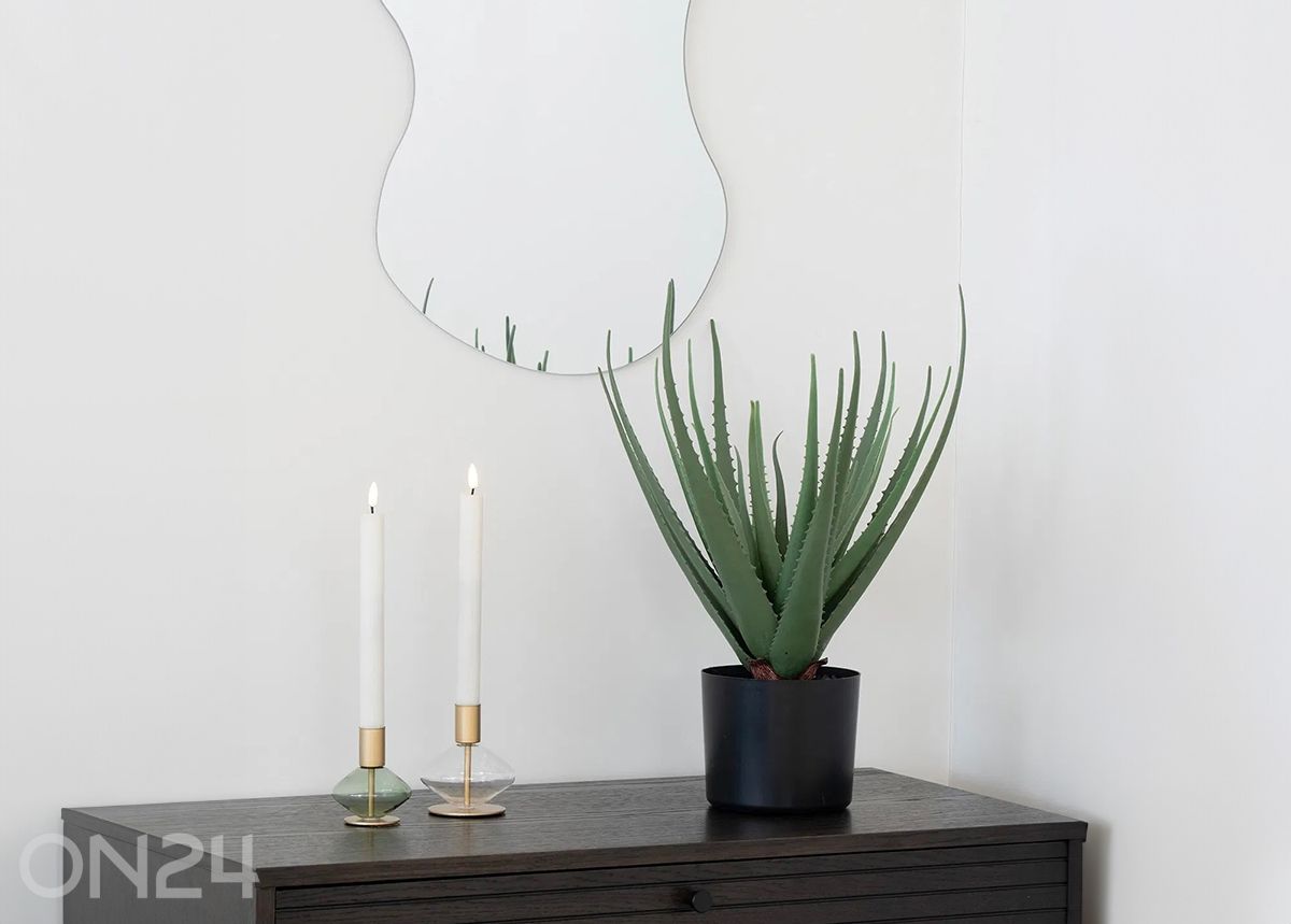 Aloe Vera 1 tk suurendatud