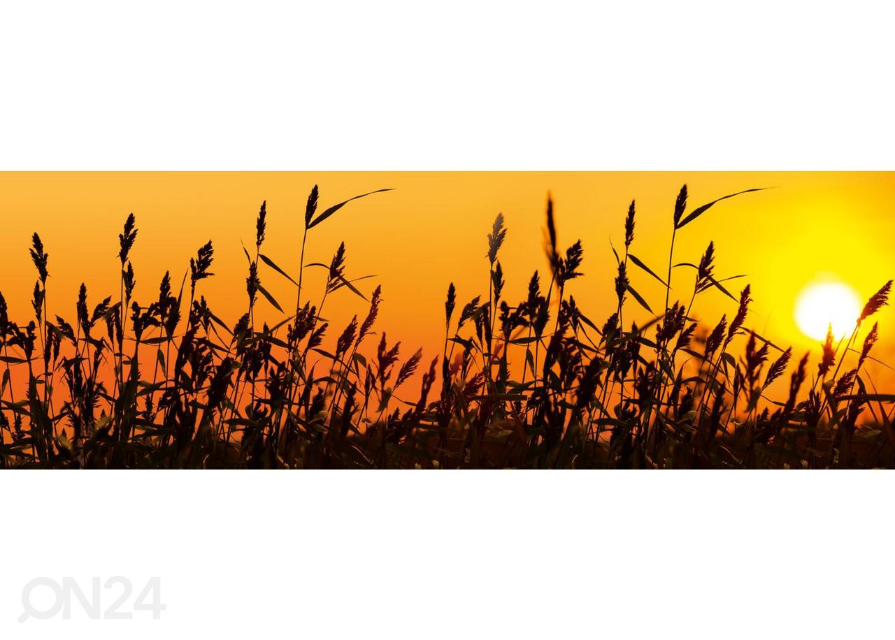 Köögi tagasein Reed against sunset 180x60 cm suurendatud