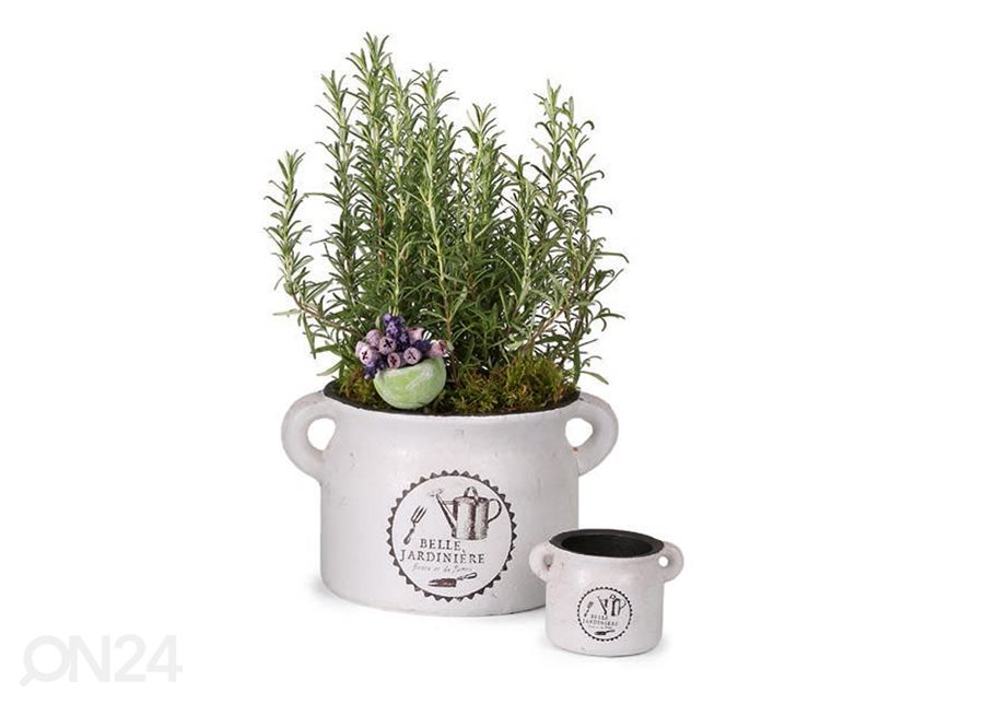 Ürdipott Belle Jardiniere 15,5 cm suurendatud