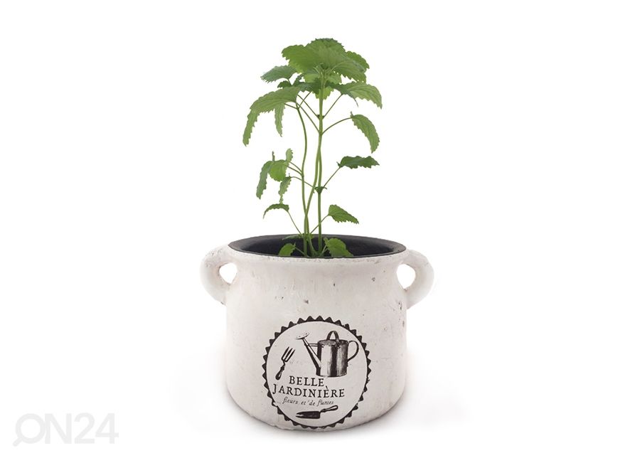 Ürdipott Belle Jardiniere 15,5 cm suurendatud