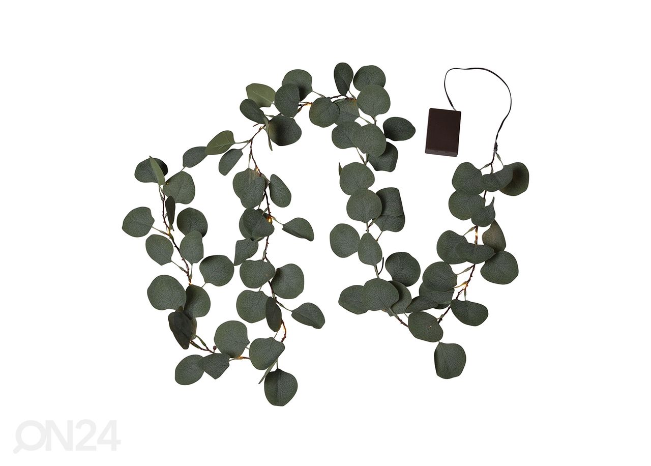 Vanik Eucalyptus suurendatud