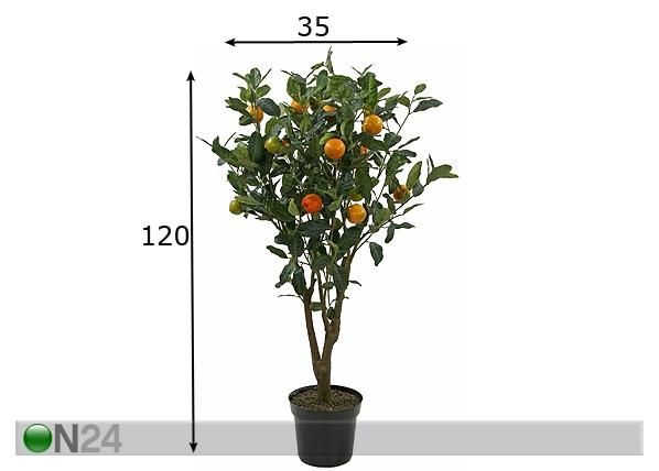 Apelsinipuu 120 cm mõõdud