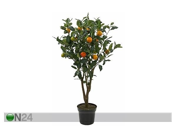 Apelsinipuu 120 cm