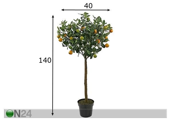 Apelsinipuu 140 cm mõõdud