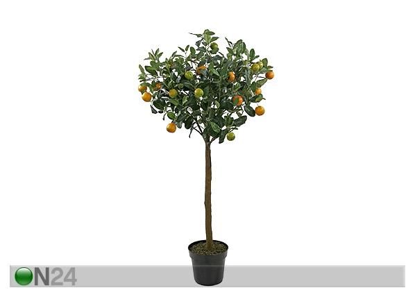 Apelsinipuu 140 cm