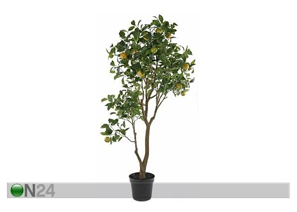 Apelsinipuu 155 cm