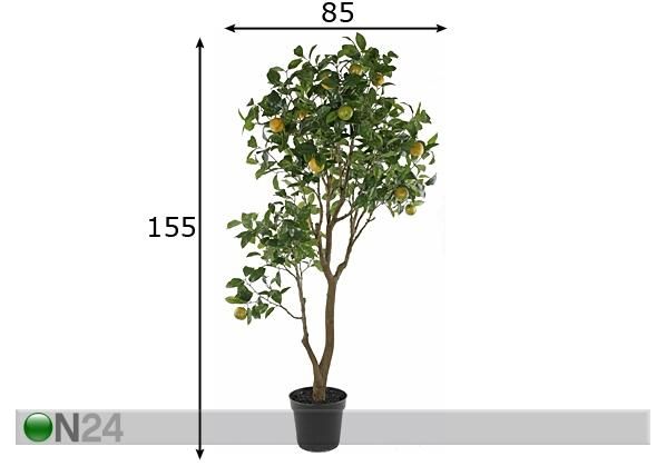 Apelsinipuu 155 cm mõõdud
