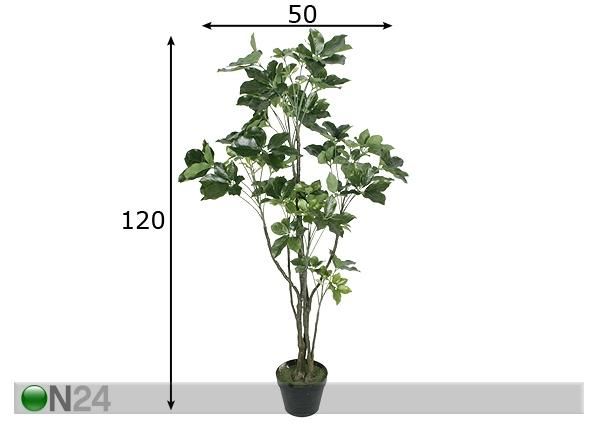 Aralia 120 cm mõõdud