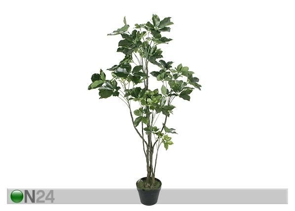 Aralia 120 cm