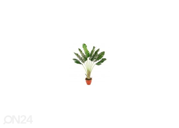 Banaanipuu 170cm