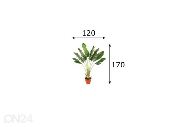 Banaanipuu 170cm mõõdud