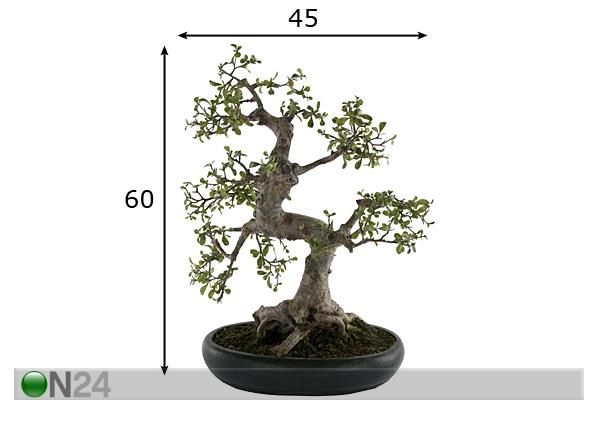 Bonsai potis 60 cm mõõdud