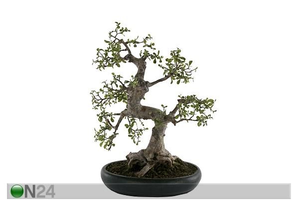 Bonsai potis 60 cm