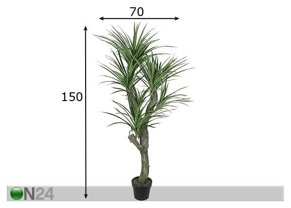 Draakonipuu 150 cm mõõdud