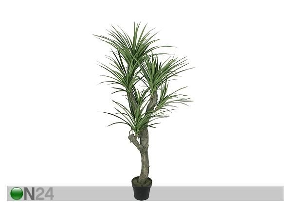 Draakonipuu 150 cm