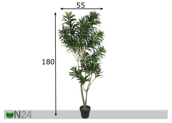 Draakonipuu 180 cm mõõdud