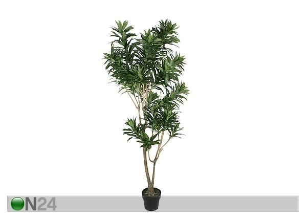 Draakonipuu 180 cm