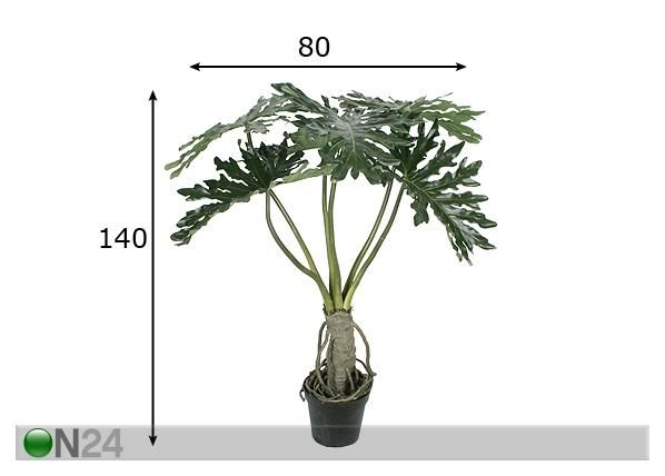 Filodendron 140 cm mõõdud