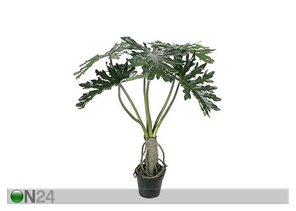 Filodendron 140 cm