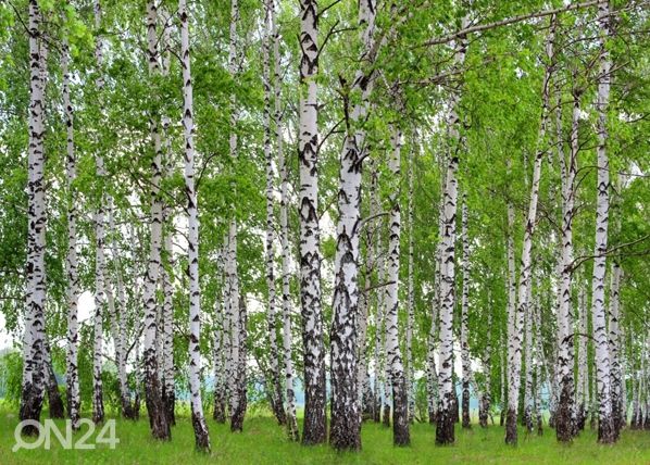 Fliis-fototapeet Birchwood 360x270 cm